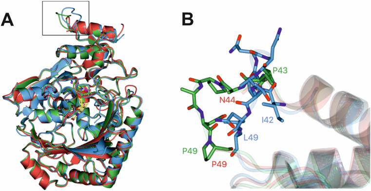 A: Superimposed structures of CBCAS, CBDAS and THCAS in ribbon format with backbones shown in green, blue and red respectively; B: Detail of loop in box corresponding to region N44-P49 (THCAS numbering) and showing difference between loops in CBCAS and CBDAS (carbon atoms in green and blue respectively).