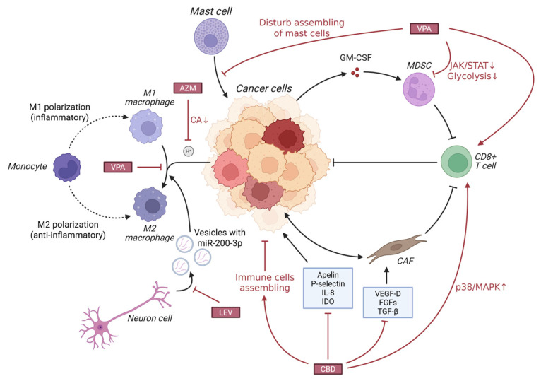 AEDs pose antitumor effects through suppressing protumor microenvironment (M2 macrophage, MDSC, CAF, mast cells) and promoting antitumor microenvironment (M1 macrophage, CD8+ T cells, NK cells). Abbreviations: ↑, increased or activated; ↓, decreased or inhibited; AZM, Acetazolamide; LEV, Levetiracetam; CBD, Cannabidiol; VPA, Valproic acid; CA, Carbonic anhydrase; GM-CSF, Granulocyte-macrophage colony-stimulating factor; MDSC, Myeloid-derived suppressor cell; JAK/STAT, Janus kinase/Signal transducer and activator of transcription; CAF, Cancer-associated fibroblast; IL-8, Interleukin 8; IDO, indoleamine 2,3-dioxygenase; VEGF-D, Vascular endothelial growth factor D; FGF, Fibroblast growth factor; TGF-β, Tumor growth factor β; p38/MAPK, p38 mitogen-activated protein kinase.