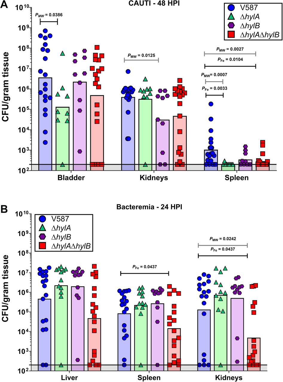 Contribution of hylA and hylB to CAUTI and bacteremia.(A) 7-week old female CBA/J mice were inoculated via transurethral catheterization with 1 x 105 CFU of V587 (n = 20), ΔhylA (n = 9), ΔhylB (n = 10), or ΔhylAΔhylB (n = 19). CFUs were determined for bladder, kidneys, and spleen 48 HPI. (B) 7-week old female CBA/J mice were inoculated via tail vein injection of 1 x 108 CFU of V587 (n= 18), ΔhylA (n = 12), ΔhylB (n = 11), or ΔhylAΔhylB (n = 18). CFUs were determined for liver, spleen, and kidney 24 HPI. Each symbol represents the CFU/gram of tissue recovered from a single mouse, and bars indicate the geometric mean. PMW = Mann Whitney U Test of CFU data; PFe = Fisher’s exact test.