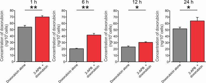Co-application of doxorubicin with 2-APB leads to an increased amount of intracellular doxorubicin in BNL1 ME cells. Bar graphs depicting the amount of doxorubicin in BNL1 ME cells (in ng/106 cells) measured using fluorometric analysis, 1, 6, 12, and 24 h following treatment with 1 µM doxorubicin alone (gray) or with 1 µM doxorubicin co-applied with 200 µM 2-APB (red). Note that the amount of intracellular doxorubicin was significantly increased when doxorubicin was co-applied together with 2-APB, *—p < 0.05, **—p < 0.01, Student’s t-test, n = 3 repetitions for 1-, 6-, and 12-h time points, n = 2 repetitions for 24-h time point, n = 3 repetitions, for each treatment group.