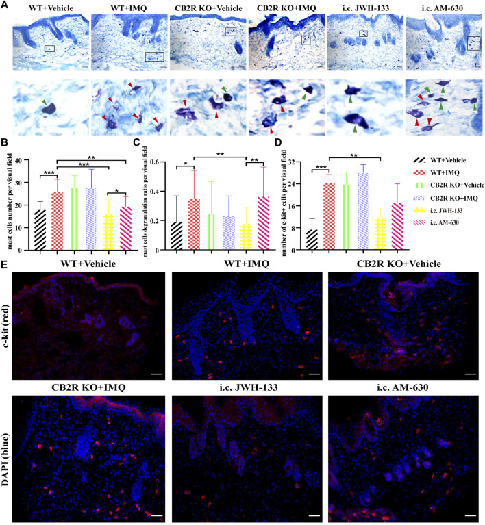 Regulation of mast cells number and degranulation by CB2R in IMQ-induced psoriasis. (A–C) Toluidine bule staining to detect the number and the degranulation of mast cells, green arrows pointed to non-degranulated mast cells, red arrows pointed to degranulated mast cells. (D, E) Immunofluorescence to analysis of c-kit (mast cell marker) expression and quantification of mast cells number in the skin. Error bars represent mean ± SD. *p < 0.05, **p < 0.01, and ***p < 0.001 when compared. Scale bar represents 100 μm.