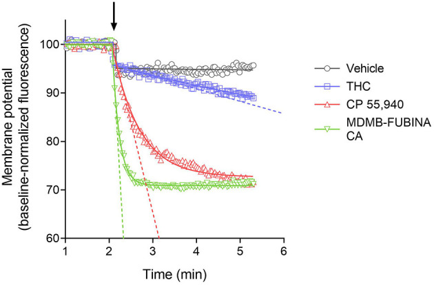 Signaling kinetics of CB1 receptor-mediated membrane potential reduction stimulated by CB1 agonists. Membrane potential was measured using a fluorescent dye in AtT20 cells and data normalized to the baseline signal before application of agonist or vehicle (indicated by arrow). Data were analyzed by curve fitting to fall to steady-state equations as described in Materials and Methods. A maximally-stimulating concentration was used (Table 2). THC produced a slow, small reduction of membrane potential, detectable beyond the small injection artifact reduction evident in the vehicle condition. The synthetic agonists CP 55,940 and MDMB-FUBINACA produced a more rapid and larger reduction (See the Supplementary Material File “CB1 hyperpolarization time course fit results” for curve fit parameter results). The initial rate of signal generation by the agonist-occupied receptor (IRmax) was calculated from the curve fit parameters and this rate is indicated by the dashed line on the graph. Note the initial rate is much faster for CP 55,940 and MDMB-FUBINACA compared with THC. Data points are the mean of two technical replicates and data are from representative experiments.