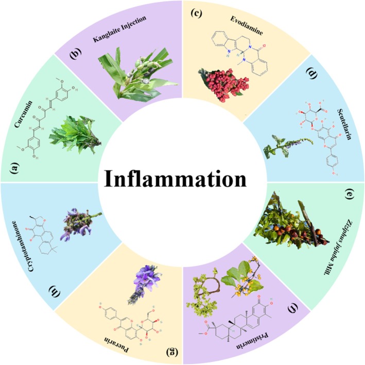 Herbal medicine treats CRC by regulating inflammation. (a) Curcuma longa L. (b) Coix lacryma‐jobi (adlay) seed. (c) Tetradium ruticarpum (A. Juss.) T. G. Hartley. (d) Scutellaria altissima L. (e) Ziziphus jujuba Mill. (f) Celastraceae and Hippocrateaceae families. (g) Pueraria lobata (Willd.) Ohwi. (h) Salvia miltiorrhiza Bunge.