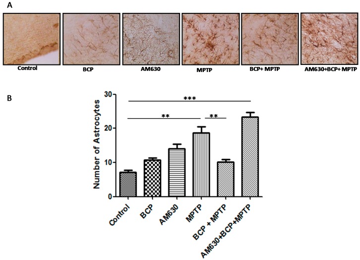 Effect of BCP on MPTP-induced astrocyte activation in the mouse SNpc. (A) Glial fibrillary acidic protein (GFAP)-IR astrocytes in mouse SNpc. Scale bar: 200 μm. (B) Stereological cell counts of GFAP-IR neurons. The data are presented as the mean ± SEM of six individual experiments. ** p < 0.01, CTL vs. MPTP treatment. ** p < 0.01, MPTP treatment vs. BCP + MPTP treatment. *** p < 0.001, CTL vs. AM630 + BCP + MPTP treatment.