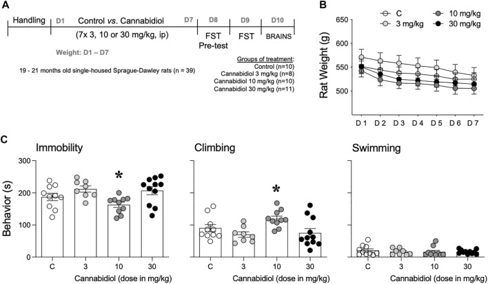(A) Experimental timeline. (B) Monitorization of body weight (g) during the experimental treatment. Data represent mean ± SEM of the body weight (g). A two-way repeated-measures ANOVA did not detect a significant effect of treatment. (C) Antidepressant-like effect as measured in the forced-swim test. Data represent mean ± SEM of the time spent (s) immobile, climbing, or swimming. Individual values are shown for each rat (symbols). One-way ANOVAs detected significant changes for immobility and climbing. Multiple comparisons were performed with Tukey’s test: *p < 0.05 vs. the other doses tested, both 3 and 30 mg/kg of cannabidiol. Groups of treatment: control (C, n = 10) and cannabidiol (3 mg/kg, n = 8; 10 mg/kg, n = 10; and 30 mg/kg, n = 11).
