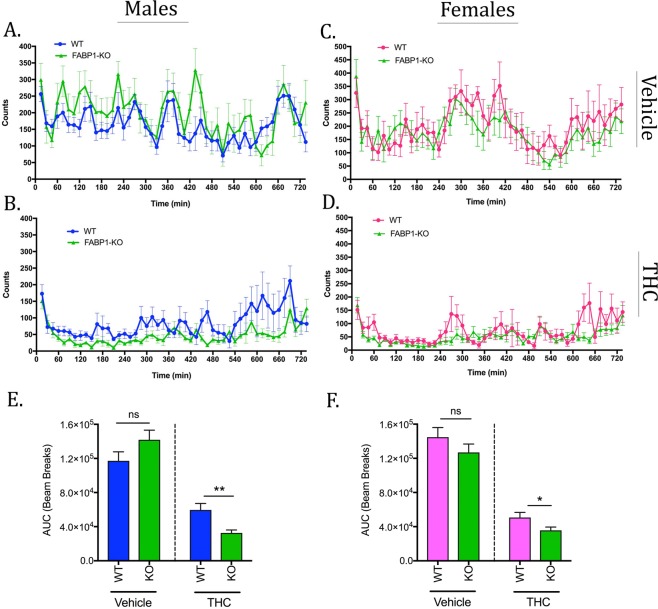 Home cage locomotor activity. Spontaneous motility in males (A,B) and females (C,D) over a 12 hour period following administration of vehicle (A,C) or 10 mg/kg THC (B,D). AUC analysis of the resulting motility curves in males (E) and females (F). *p < 0.05; **p < 0.01 by t-test. n = 9–12 animals per group.