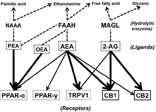 Endocannabinoids, their target receptors, hydrolytic enzymes, and metabolites. Abbreviations: NAAA, N-acylethanolaminehydrolyzing acid amidase; FAAH, fatty acid amide hydrolase; MAGL, monoacylglycerol lipase; PEA, N-palmitoylethanolamine; OEA, N-oleoylethanolamine; AEA, N-arachidonoylethanolamine; 2-AG, 2-arachidonoylglycerol; PPAR-α, peroxisome proliferator-activated receptor α; PPAR-γ, peroxisome proliferator-activated receptor γ; TRPV1, transient receptor potential vanilloid type 1; CB1, cannabinoidreceptor type 1; CB2, cannabinoid receptor type 2.