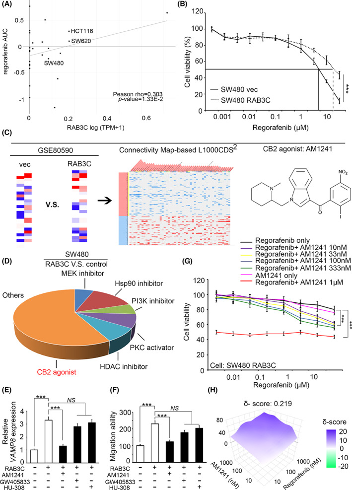 Synergy of regorafenib and CB2 agonists in the RAB3C overexpression model of CRC. (A) Correlation plot showing the relationship between RAB3C‐expression level (Expression 21Q4 public) and the IC50 of regorafenib (BRD:BRD‐K16730910‐001‐10‐7) from the DepMap portal website. Pearson r = 0.303; P‐value = 0.0133. (B) Cell viability of regorafenib treatment in RAB3C‐expression model in SW480 cells. (C) Flowchart of candidate drug screening and prediction through integrated signatures of transcriptomics from the Connectivity website (https://maayanlab.cloud/L1000CDS2/#/index). (D) Potential compound candidates predicted by SW480 RAB3C‐overexpression transcriptomic profiles from the L1000 website. (E) qRT‐PCR analysis of VAMP8 with or without treatment with CB2 agonists in RAB3C‐expression model. (F) Detection of migration ability with or without treatment with CB2 agonists in the RAB3C‐expression model. (G) Cell viability under treatment of regorafenib alone or combined with various dosages of CB2 agonist AM1241 (10 nm–1 μm) in the SW480 RAB3C‐overexpression model. (H) Synergy calculation of combined use of regorafnib and AM1241 through SynergyFinder service (synergy score (δ‐score) < 10: antagonistic; −10 ~ 10: additive; > 10: synergistic). ***P < 0.001, NS, not significant. Data are presented as the mean ± standard error of the mean. Student's t‐test was used for the comparison of measurable variants of two groups. All experiments (B/E) were performed with at least three biological duplicates (n = 3) for each group, in triplicate.