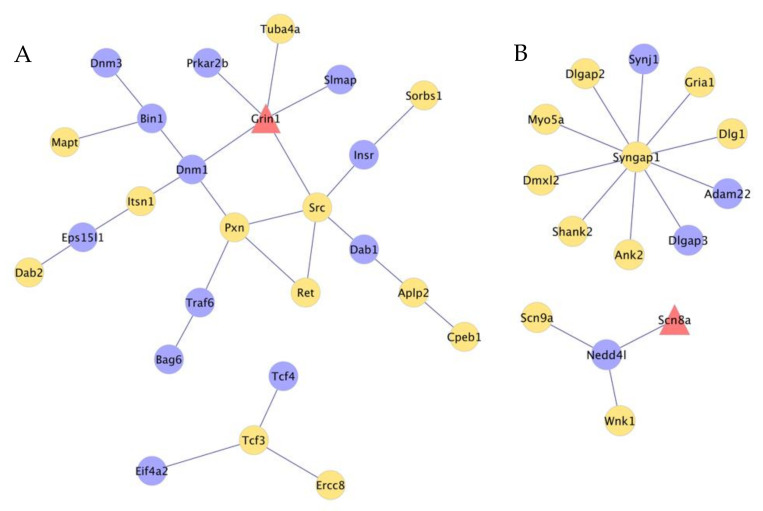 Network of genes presenting absolute or relative differential splicing between opioid-induced hyperalgesia and control mice in the nucleus accumbens (A) and trigeminal ganglia (B) Edges denote known gene relationships, and node color denote: red = genes presenting absolute and relative differential splicing; yellow = genes presenting absolute differential splicing; and blue = genes presenting relative differential splicing. Gene symbols: In the NAc Tuba4a, Prkar2b, Grin1, Slmap, Scrc, Insr, Sorbs1, Dab1, Aplp2, Cpeb1, Ret, Pxn, Prkar2b, Pxn, Dnm1, Bin1, Dnm3, Mapt, Itsn1, Eps14l1, Dab2, Traf6, Bag6, Tcf3, Tcf4, Eif4a2, Ercc8; In the TG Synj1, Gria1, Dig1, Adam22, Dlgap3, Ank2, Shank2, Dmxl2, Myo5a, Dlgap2, Nedd4al, Scn8a, Scn9a, Wnk1.