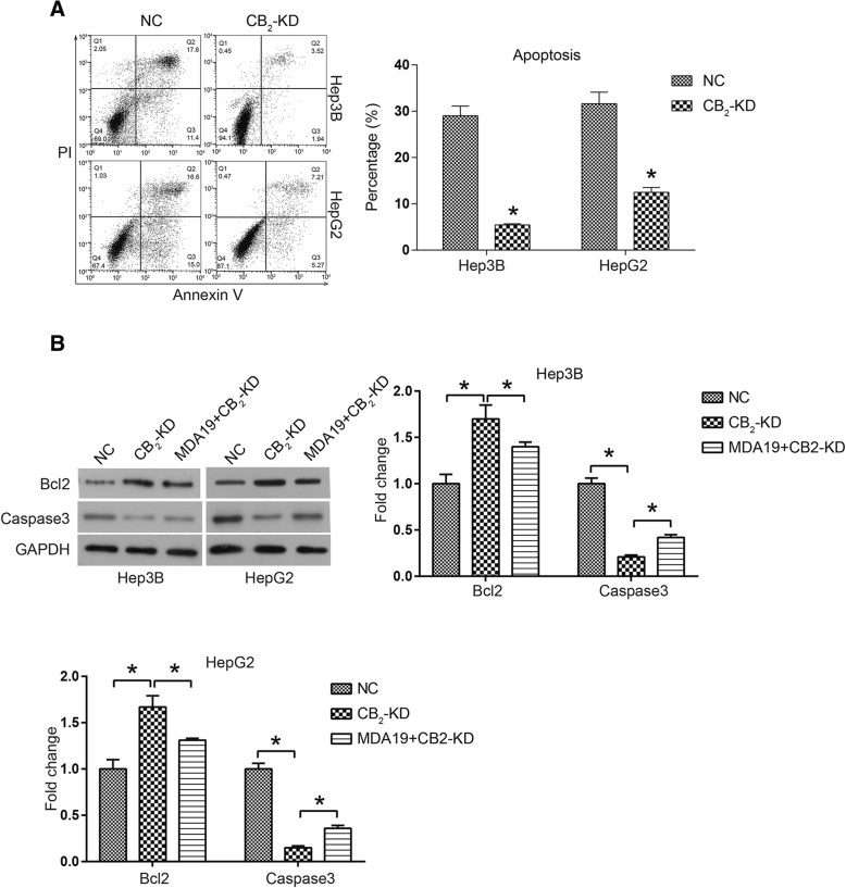 CB2 knockdown inhibited cell apoptosis of HCC. NC: HCC cells were transfected with siNC (50nM) and incubated for 48h; CB2-KD: HCC cells were transfected with CB2 siRNA (50nM) and incubated for 48 h; MDA19 + CB2-KD: HCC cells were transfected with CB2 siRNA (50nM) and treated with MDA19 (30 μM for Hep3B and 40μM for HepG2) for 48 h. a Cell apoptosis of HCC cells was detected by a PI-AnnexinV-FITC assay and flow cytometry; The data were analyzed using FlowJo software.; (b) The expression of apoptosis related proteins Bcl2 and Caspase3 was detected by western blot and analyzed by Image J software. All experiments were performed at 3 times. *P < 0.05