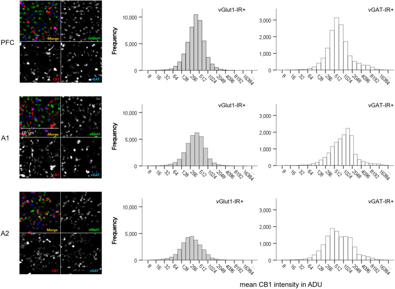 Mean CB1R intensity frequency histograms for excitatory (vGlut1-IR +) and inhibitory (vGAT-IR +) cell types across three brain regions of the monkey cortex, measured in analogue-to-digital units (ADU). PFC = prefrontal cortex, A1 = primary auditory cortex, A2 = association auditory cortex. Scale bar can be seen in the sample image for A1.