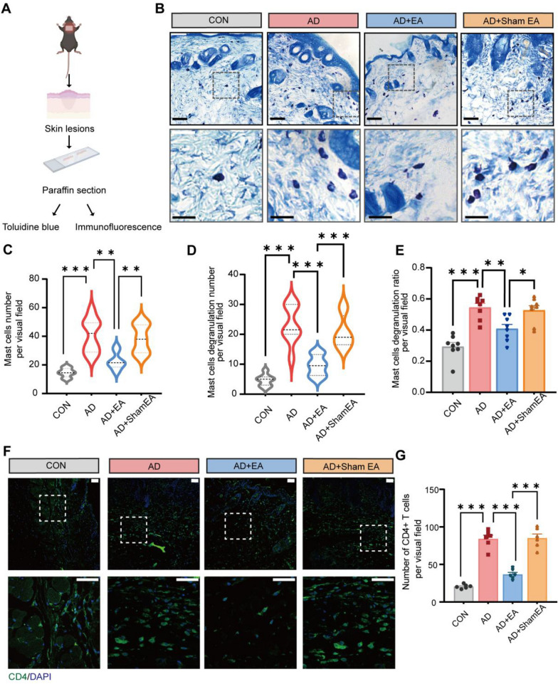 EA inhibited the proliferation of mast cells and CD4+ T cells in AD lesional skin. A Schematic diagram of toluidine blue and immunofluorescence staining of lesional skin. B Representative toluidine blue–stained images of skin lesions. Scale bars (overview) = 100 μm and scale bars (magnified) = 50 μm C-E Statistical results of the total number (C), the number of degranulation (D) and the degranulation rate of mast cells (E) (n = 8). F Immunofluorescence images of skin lesions show the CD4+ T cells (green). Nuclei of the cells were stained using DAPI (blue). Scale bars (overview) = 100 μm and scale bars (magnified) = 50 μm G Aggregate data illustrate the quantity of CD4+ T cells within skin sections (n = 6). Data are shown as mean ± S.E.M. Analysis was performed using one-way ANOVA complemented by Tukey's post hoc test for multiple comparisons, *p < 0.05, **p < 0.01, ***p < 0.001