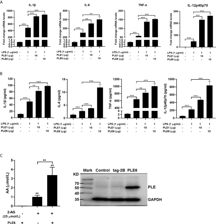 Enhanced LPS-stimulation on the expression of proinflammatory cytokines in PAMs by addition of PLE1/6 or increased AA secretion in transfected PLE6. (A) Enhanced LPS-stimulation on the mRNA expression of proinflammatory cytokines in PAMs by addition of purified PLE1 or PLE6. PAMs were cultured for 24 h, and then treated with LPS (1 µg/ml) and PLE1 or PLE6 (10 µg). After incubation for additional 6 h, total RNA was isolated and analyzed for the mRNA level of proinflammatory cytokines by RT-qPCR. (B) Enhanced LPS-stimulation on the protein expression of proinflammatory cytokines in PAMs. Cells were treated as Experiment A (above). However, culture supernatant was collected and analyzed by protein chip. (C) Increased AA secretion by PLE6 transfected cells. 293T cells were transfected with pCMV-tag-2B-PLE6 or the corresponding vector. The transfected cells were treated with 2-AG (25 µM). After treatment for 1 h, the supernatant was extracted and analyzed for the level of AA by LC-MS/MS (Left). The expression of transfected PLE6 was confirmed by Western blotting (Right). Data are presented as the mean ± SEM of 3 independent experiments. Statistical significance was indicated by asterisks (** P < 0.01; *** P < 0.001).
