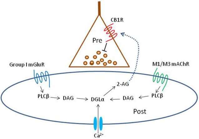 Schematic summary diagram of the endocannabinoid system. A presynaptic nerve terminal is shown synapsing on a postsynaptic cell. Agonist binding of either group I mGluRs or M1 or M3 mAChRs activates phospholipase Cβ (PLCβ) in the postsynaptic cell. The product of the reaction catalyzed by PLCβ, diacylglycerol (DAG), is metabolized by the enzyme diacylglycerol lipase α (DGLα) to form the endocannabinoid, 2-arachidonyl glycerol (2-AG). DGLα can also be activated by Ca2+ influx via a PLC-independent mechanism. 2-AG is membrane permeant and gains access through an unknown mechanism to the cannabinoid receptor, CB1R, on the presynaptic nerve terminal. Binding of CB1R by 2-AG inhibits transmitter release, mainly by inhibiting Ca2+ influx into the terminal, although other mechanisms can be involved. This is the simplest conventional model of the system and various details are controversial or have been omitted for the sake of simplicity; see a comprehensive review, e.g., Kano et al. (2009); for more information.