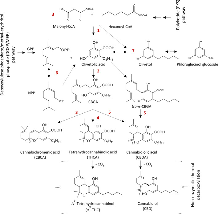 Biosynthesis of major phytocannabinoids. Δ9-THC and CBD. 1: Polyketide synthase (PKS), 2: Cannabigerolic acid (CBGA) synthase, 3: Cannabichromenic acid (CBCA) synthase, 4: Δ9-Tetrahydrocannabinolic acid (Δ9-THCA) synthase, 5: Cannabidiolic acid (CBDA) synthase, 6: Isomerase and 7: Olivetol synthase. GPP: Geranyl diphosphate and NPP: Neryl diphosphate.