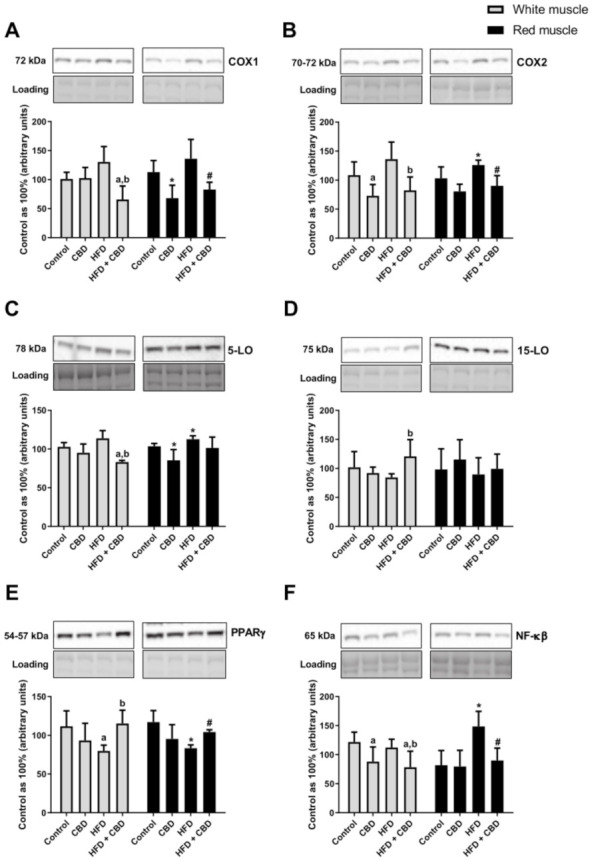 The total expression of proteins involved in the eicosanoid synthesis pathway, i.e., of (A) cyclooxygenase-1 (COX-1), (B) cyclooxygenase-2 (COX-2), (C) 5-lipoxygenase (5-LO), (D) 15-lipoxygenase (15-LO) and (E) peroxisome proliferator-activated receptor gamma (PPARγ), as well as total expression of (F) nuclear factor-κB (NF-κB) in the white and red gastrocnemius muscles in the control (standard diet) and high-fat diet (HFD) groups. The total expressions of the abovementioned proteins are presented as percentage differences compared to the control group which was set as 100%. The data are expressed as mean values ± SD, n = 6 in each group. a p < 0.05 indicates a significant difference: the control group vs. the examined group in the white gastrocnemius muscle; b p < 0.05 indicates a significant difference: HFD vs. HFD + CBD in the white gastrocnemius muscle. * p < 0.05 indicates a significant difference: the control group vs. the examined group in the red gastrocnemius muscle; # p < 0.05 indicates a significant difference: HFD vs. HFD + CBD in the red gastrocnemius muscle.