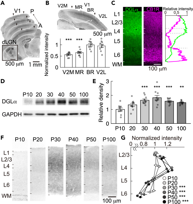 Developmental change in the layer distribution and expression of DGLα in mouse V1(A) Coronal sections of P30 mice were immunostained for DGLα. Four sections from anterior (“A”) to posterior (“P”) are displayed. Arrowheads indicate the boundaries between V1 and V2. Inset shows a representative image of the dorsal lateral geniculate nucleus (dLGN, arrowhead) immunostained for DGLα.(B) Top: Distribution of DGLα in the visual cortex (V2M: medial extrastriate area, V2L: lateral extrastriate area, MR: monocular region in V1, BR: binocular region in V1). Bottom: Signal intensity of DGLα immunoreactivity in L2/3 of each cortical region (n = 9 ROIs in 3 mice; bars, mean; error bars, SEM). The signal intensities are normalized to that in BR (one-way ANOVA, p < 0.001; Dunnett’s post hoc test, ∗∗∗p < 0.001 compared with the intensity in BR).(C) Coronal sections of V1 at P30 immunostained for DGLα and CB1R. In the graph on the right, green and magenta lines show the intensity profiles of DGLα and CB1R immunoreactivity along the cortical depth, respectively.(D) Representative western blots showing DGLα and GAPDH expression in V1 at various postnatal ages.(E) Relative densities of western blot bands for DGLα are plotted at various ages (n = 10 hemispheres in 5 mice for each age; bars, mean; error bars, SEM). Band densities are normalized to the density at P10 (one-way ANOVA, p < 0.001; Dunnett’s post hoc test, ∗∗p < 0.01, ∗∗∗p < 0.001 compared with density at P10).(F) Representative sections of the binocular region of V1 immunostained for DGLα at various postnatal ages.(G) Intensity profiles of DGLα immunoreactivity in individual layers at various ages. The intensity in each layer is normalized to the average of all layers at each age. (n = 4–5 mice for each age; error bars, SEM, one-way ANOVA, ∗∗∗p < 0.001).See also Figure S2.