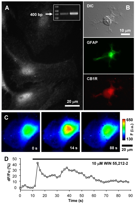Expression of CB1R in visual cortex astrocytes(A) Localization of CB1R in cultured rat visual cortex astrocytes was identified by indirect immunocytochemistry using an antibody against CB1R. Astrocytes display puncate staining throughout the entire cell body with some accumulation in the perinuclear region. RT–PCR identified the presence of CB1R mRNA in cultured astrocytes (inset). The arrow indicates the 400 bp marker. RT–PCR primers were designed to amplify a 412 bp fragment of the full-length CB1R transcript (middle lane, astrocytes; right-hand lane, whole brain). (B) Indirect immunocytochemistry using antibodies against GFAP and CB1R on acutely isolated astrocytes from visual cortex of P1 rats. Acutely isolated astrocytes that were identified by the presence of the specific marker GFAP (green, FITC) show typical stellate morphology (DIC) and CB1R (red, TRITC) stain reminiscent of that seen in cultured astrocytes. (C) Stimulation of an astrocyte with the CB1R agonist WIN55,212-2 (10 μM) causes an increase in the internal Ca2+ elevations. The pseudocolour scale is a linear representation of the fluorescence intensities ranging from 130 to 650 intensity units (i.u.). Times (in s) indicated on images correspond to the time on the x-axis of the graph displaying a time-lapse of fluo-3 fluorescence, reporting on internal Ca2+ levels. (D) Changes in fluo-3 fluorescence are shown as dF/Fo (%) after background subtraction. The horizontal bar in the graph indicates the application of WIN55,212-2.