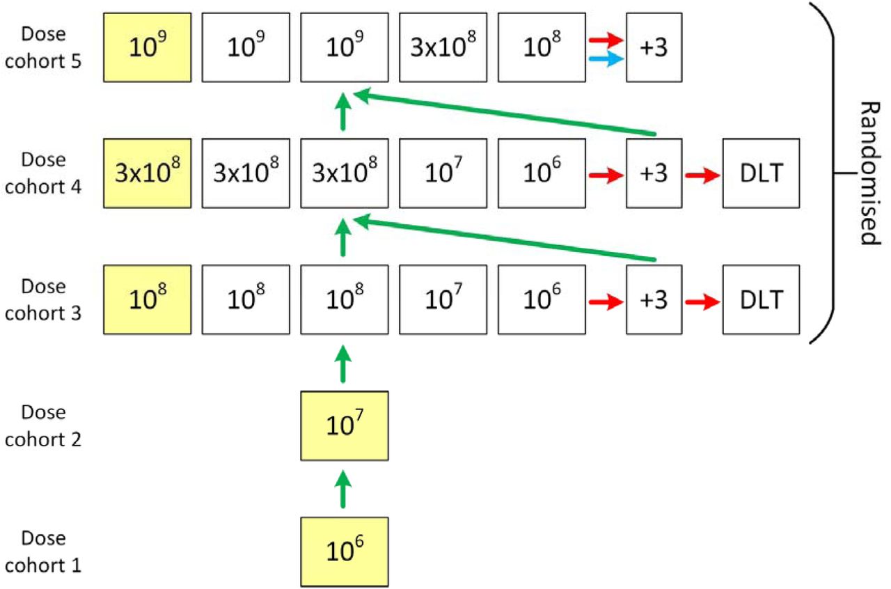 Overview of MAIL Trial design – Scenario 1 (rapid escalation). In cohort 1, the first patient will be dosed with 10 cells. In scenario 1 there is no safety concern following DMC review and the dose is escalated to 10 (cohort 2) and then into randomised blocks in cohorts 3, 4 and 5. A green arrow represents a DMC recommendation to dose escalate. A red arrow indicates a DMC recommendation to expand at that dose. The blue arrow indicates a trial team option to expand at highest dose. DLT is dose-limiting toxicity. Yellow squares are sentinel dosed patients. The highest dose is up to 10 cells.