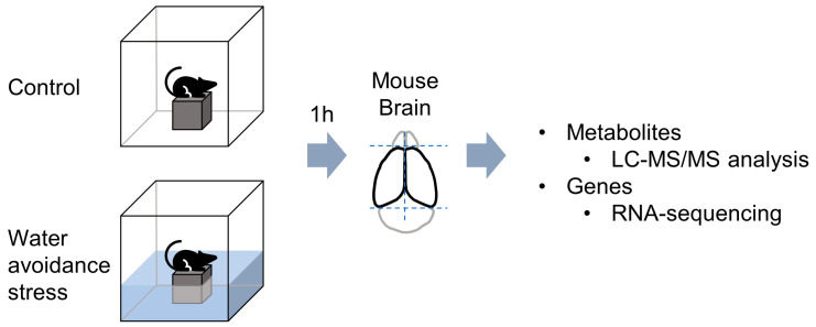 Scheme of acute water avoidance stress (WAS) exposure; brain tissue samples were examined at 1 h after WAS by untargeted metabolomics (n = 6) and bulk RNA-sequencing analysis (n = 3).