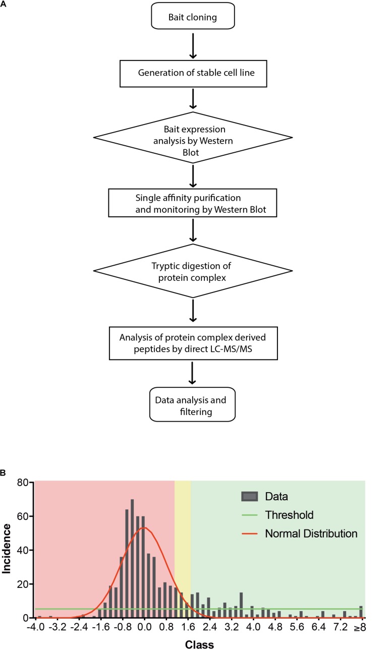 (A) Flow chart of CaptiVate screening procedure. The bait CB2 was amplified and sub-cloned into the expression vector pN-TGSH (Dualsystems). The bait sequence was verified by sequencing. For constitutive expression, the bait was transfected into HEK293 Flp-In cells and selected for stable integration. Bait expression and solubility was monitored by immunoblotting using anti-HA antibodies. The expression level was compared to an internal standard and judged suitable for affinity purification and mass spectrometric analysis. (B) Background filtering of CB2 affinity purification: histogram of enrichment factors (CB2/control) of identifications to determine threshold of enrichment for specific interactors. Red area represents Gaussian distribution of unspecific interactors, yellow area is in the border and in the green area are the specific interactors (threshold as 10% of maximum peak height).