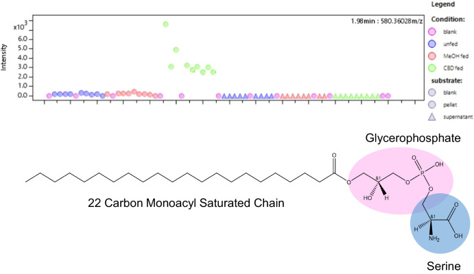 Intensity (y-axis, a.u.) plot of the m/z peak at 580.36028 across all samples (x-axis) in the analysis.(Top) This compound was found only in cell pellets from CBD-treated samples, indicating that cannabidiol initiates the production of this compound in vivo. (Bottom) A visual description of 1-docosanoyl-glycero-3-phosphoserine, the identity of the compound associated with the M. 581.3676 (see Table 1). 1-docosanoyl-glycero-3-phosphoserine is a monoacylglycerophophatidylserine with 22 carbons in the alkyl chain. We predict it is associated with the plasma membrane because it is a glycerophospholipid, a group of lipids commonly associated with plasma membrane construction.