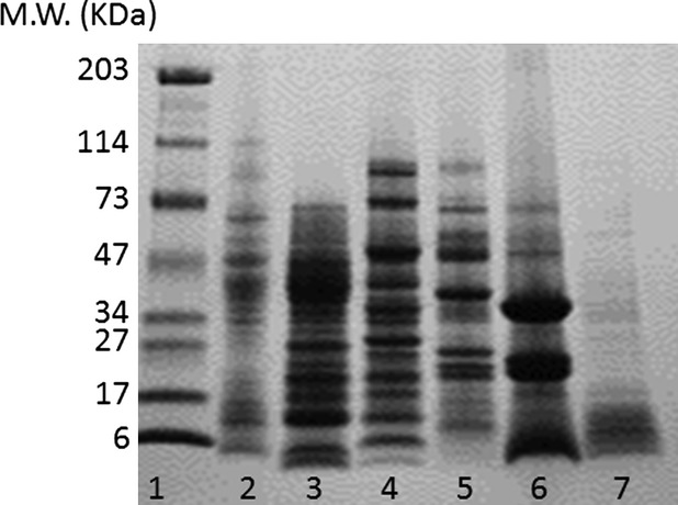 Electrophoretic migration patterns (SDS-PAGE) of protein dispersions prior to emulsion formation. Lane 1: molecular weight standards; lane 2: wheat; lane 3: lupin; lane 4: green pea; lane 5: fava bean; lane 6: hemp; lane 7: buckwheat. SDS-PAGE, sodium dodecyl sulfate polyacrylamide gel electrophoresis.