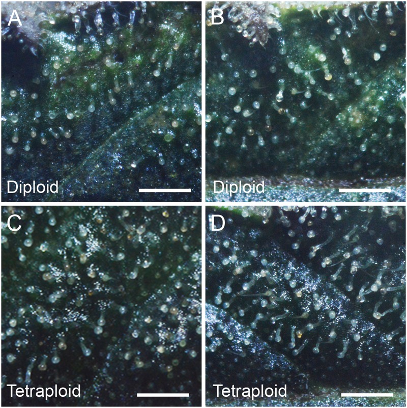 Trichome density. Representative images showing trichome density on the adaxial surface of the 4th sugar leaf of C. sativa strain 2 plants (A,B) diploid, (C,D) tetraploid. Leaves were imaged on the 7th week of flowering. Scale bars, 1 mm.