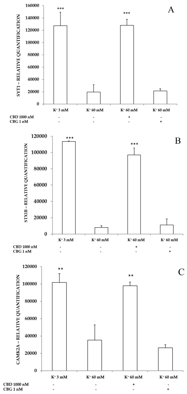 Inhibitory effects of CBD 1000 nM and CBG 1 nM on K+ 60 mM-induced reduction in Syt 1 (panel A), Stx 1b (panel B), CAMK2A (panel C) and H2B (panel D) levels (expressed as Relative Quantification: R.Q.), in isolated rat cortexes (n = 3 for each experimental condition). (Panel A): ANOVA, p < 0.0001, F = 125.5; post hoc test, ***p < 0.001 vs. K+ 60 mM group. (Panel B): ANOVA, p < 0.0001, F = 141.6; post hoc test, ***p < 0.001 vs. K+ 60 mM group. (Panel C): ANOVA, p < 0.0001, F = 50.51; post hoc test, ** p < 0.01 vs. K+ 60 mM group. (Panel D): ANOVA, p < 0.0001, F = 54.27; post hoc test, ***p < 0.001 vs. K+ 60 mM group.