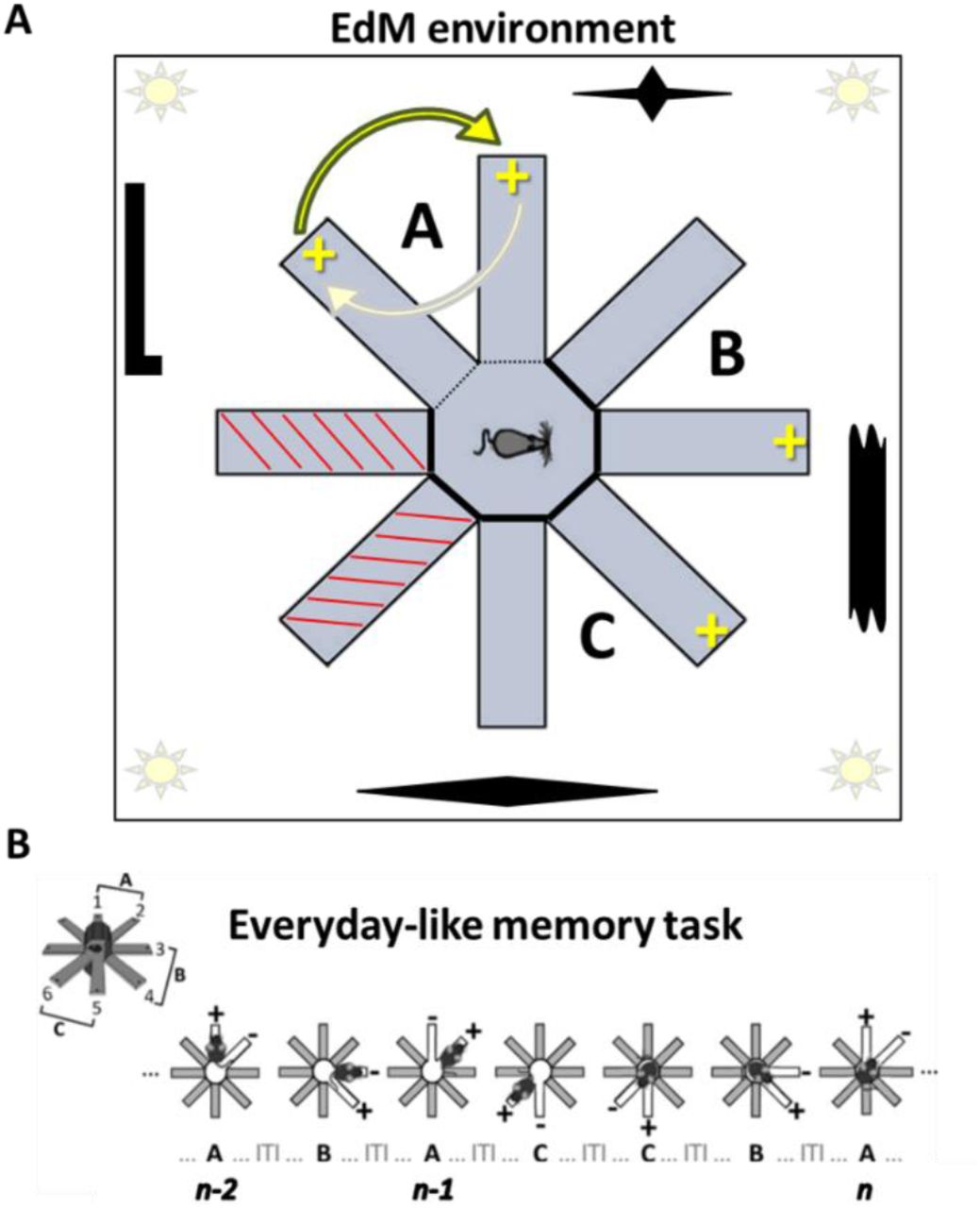 Schematic of everyday-like memory (EdM) model radial maze environment plus sample trial sequence.A) Six arms of the eight-arm radial maze are used, grouped into three pairs, A, B, and C. ‘Landmarks’ are placed on the walls of the radial maze room, by which animals can spatially locate themselves. Food reward distributors are located in the most distal zone of the arms. Once reward has been recuperated from one arm of a pair, it will be available in the opposite arm on the subsequent trial on that pair. B) Sample trial sequence from EdM protocol. Looking at trial n here (furthest right) we can see clearly how recall of the memory episode corresponding to An-2 could lead the animal into error by making it “alternate” relative to that memory, instead of relative to the memory of An-1, into the unrewarded arm. We can also see that trial An-1 was a difficulty level 1 trial (one interposed trial on pairs B or C between An-2 and An-1) and that trial An is a difficulty level 3 trial (three interposed trials on pairs B or C between An-1 and An).