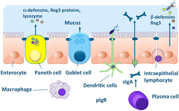 Chemical and physical barriers in the intestine. For explanations see text.
