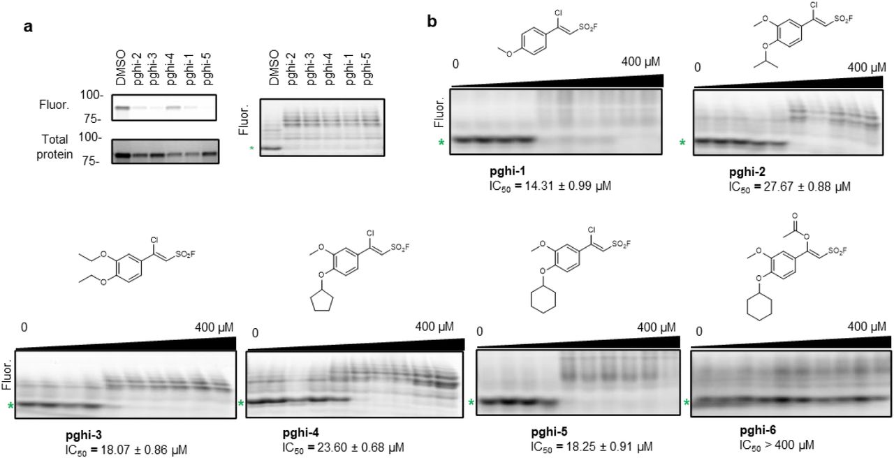 Structure-activity relationship of SagA inhibitors.a, Activity of top 5 sulfonyl fluorides (50 µM) against of recombinant SagA (10 µM) profiled in competitive gel-based (on the left) and peptidoglycan hydrolase activity (on the right) assays. b, Native gel profiling assay of hydrolase activity of recombinant SagA (10 µM) treated with sulfonyl fluorides (0 - 400 µM) and mutanolysin-digested peptidoglycan from E. faecium (100 µg) followed by peptidoglycan labeling with ANTS (0.2 M), separated by gel electrophoresis. For a and b, green asterisk indicates the main enzymatic product GlcNAc-MurNAc-L-Ala-D-isoGln (GlcNAc-MDP)
