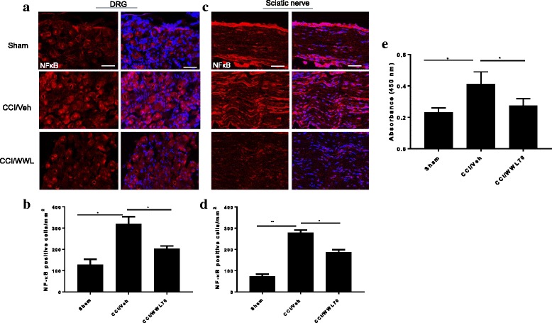 Treatment with WWL70 attenuated the phosphorylation of NF-κB in DRG and sciatic nerve of CCI mice and reduced NF-κB DNA binding activity in the lumbar spinal cord dorsal horn of CCI mice. The activation of NF-κB was detected by immunofluorescence staining with an antibody against phosphorylated NF-κB in ipsilateral DRG and sciatic nerve from CCI mice 7 days after surgery. Positive phosphorylated NF-kB staining in DRG (a) and sciatic nerve (c) was significantly greater than that in the sham group and dramatically reduced by WWL70 (10 mg/kg) treatment. The quantitation of NF-kB-positive stained cells was shown (b, d). *p < 0.05 and **p < 0.01 CCI/vehicle compared to the sham or CCI/WWL70-treated group (mean ± S.E.M., n = 8). Scale bar = 50 μm. Nuclear extract from the lumbar spinal cord dorsal horn of CCI mice was assessed for NF-κB DNA binding with a non-radioactive ELISA assay (e). Absorbance at 450 nm indicated that the activity of NF-κB in the sham group was smaller than that in the CCI/vehicle group. (*p < 0.05; mean ± S.E.M., n = 5/group). The O.D. value in the WWL70 treatment group was also significantly reduced when compared to the CCI/vehicle group. (*p < 0.05; mean ± S.E.M., n = 5/group)