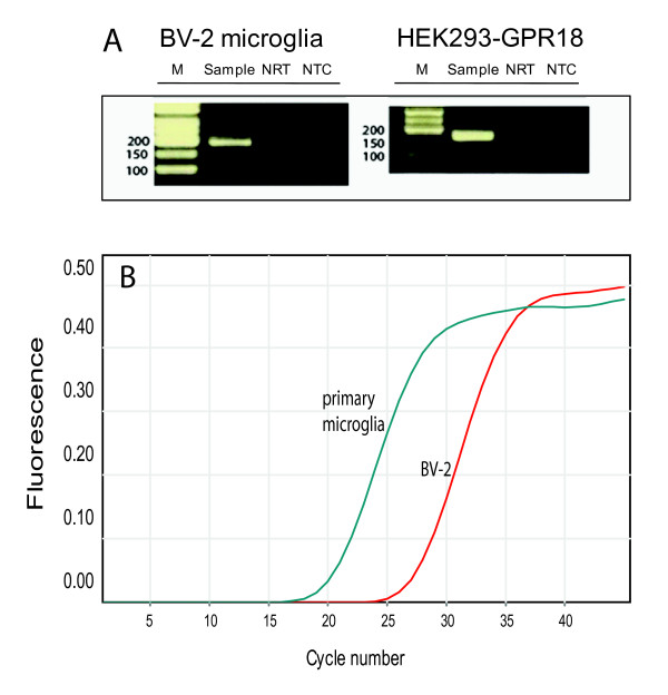 BV-2 microglia express GPR18 mRNA and GPR18 receptors. (A) Gel electrophoresis of BV-2 microglia and HEK293-GPR18 RT-qPCR products. RT-qPCR products were collected from the RT-qPCR run, loading buffer was added to the samples, and samples were run on a 2% agarose gel. No template control (NTC) and a control without reverse transcription (NRT) were used as controls. (B) Representative qPCR amplification curves showing the different amounts of mRNAs for GPR18 in primary microglia and BV-2 cells; n = 3.