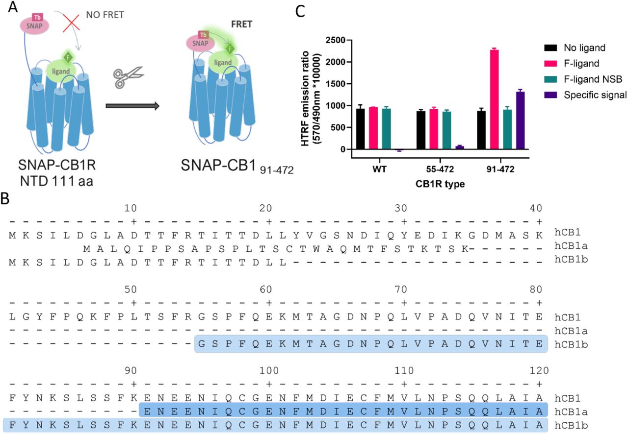 Truncation of human cannabinoid receptor type 1 (CB1R) allows specific TR-FRET binding signal from fluorescent tracers(A) Diagram showing how the long N-terminus of CB1R may preclude FRET between terbium cryptate donor and fluorescent tracer, and rationale for truncating to shorten the distance. (B) Amino acid sequence of the N-terminal of human CB1R and its splicing variants hCB1a and hCB1b. The highlighted amino acids represent the N-terminal sequence of the truncated versions used (91-472 in dark blue, 55-472 in light blue, modified from (Ryberg, Vu et al. 2005). (C) TR-FRET binding signal at full length and truncated CB1R obtained using NBD-691 (1 µM).