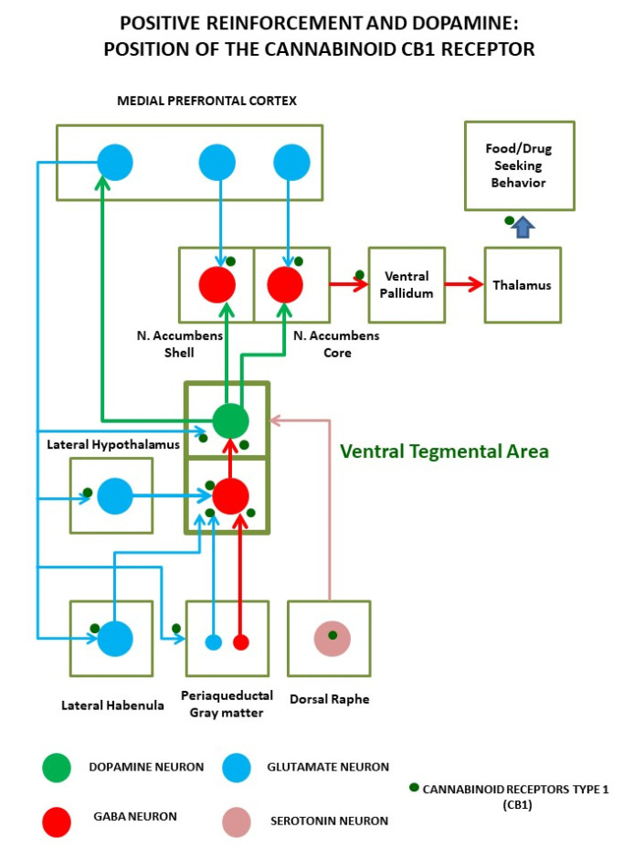 Positive reinforcement induced by palatable foods (and abused drugs) relies on the activation of a complex circuit around the dopaminergic neurons of the ventral tegmental area. These neurons not only detect ongoing reinforcements but code anticipation of future access to them. Dopamine cells are sensitive to multiple inputs, including hormones and nutrients, and are regulated by cortical, subcortical, and brainstem projections, mainly from gamma-aminobutyric acid (GABA) and glutamate cells. Precisely, in the axon terminals of these neuronal inputs, cannabinoid receptors regulate neural transmission and plasticity events that lead the transition from controlled intake to the compulsive intake that characterizes addiction.
