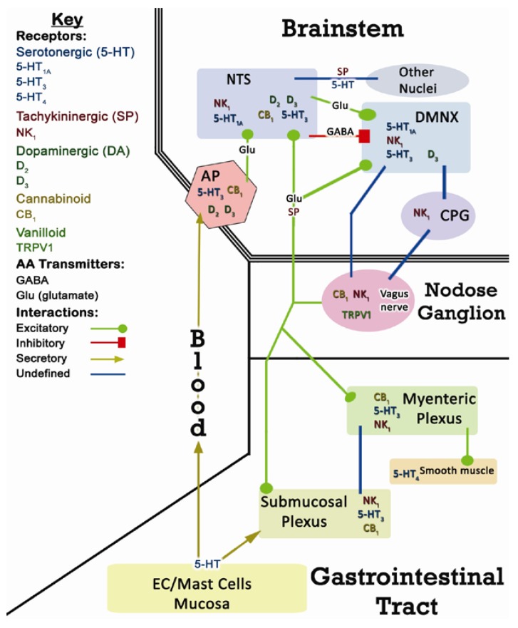 Overview of neurotransmitter systems involved in the emetic reflex. Numerous receptors are present in emetic loci, but only well-established receptor localizations are depicted. The cholinergic system has also been omitted since it does not play a role in mediating CINV. Many connections in the emetic reflex [e.g. the central pattern generator (CPG)] are not well-defined anatomically and/or physiologically (blue lines). EC – intestinal enterochromaffin cells.