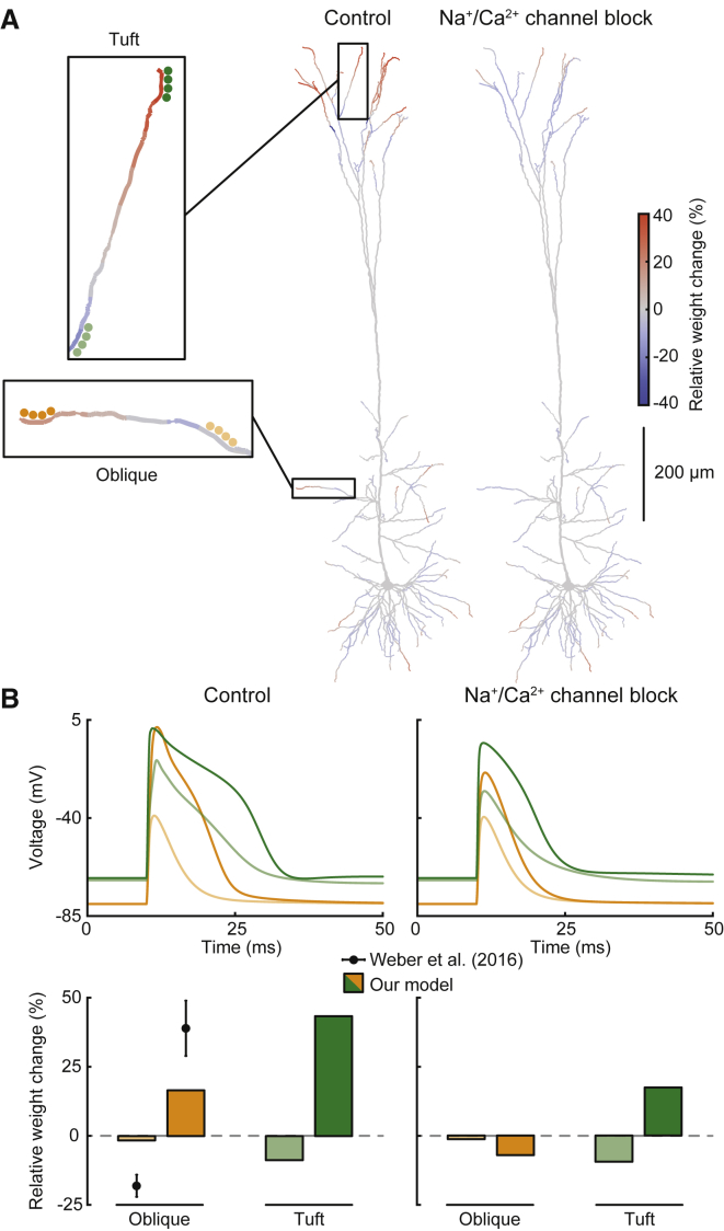 Subthreshold Activation of Small Synaptic Clusters(A) Color-coded dendritic maps of plasticity during subthreshold activation of a cluster of four synapses. Simulations were repeated for all possible locations in the neuron model (boxes on the left show zoomed-in view of example cluster locations). Dendritic maps show average cluster weight changes for control conditions (center) and during block of dendritic Na+ and Ca2+ channels (right).(B) Voltage traces and average relative weight changes for the example locations shown in the boxes in (A) for both control (left) and channel block (right) conditions. Plasticity data recreated from Weber et al., 2016 Figure 7f, shown as mean ± SEM).