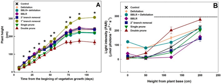 Effect of agricultural techniques that affect plant architecture on height of “drug-type” cannabis plants (A), and light intensity at different heights along the plants (B). Dashed line in B represents light levels at the greenhouse above the canopy. Data are averages ± SE (n = 6). Asterisks above the averages represent significant differences between treatments at a given measurement day, by the Tukey HSD test at α = 0.05.