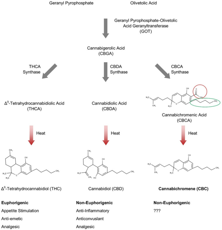 Biosynthesis of CBC. The enzymatic pathway that leads to CBC production is illustrated. CBC is enzymatically produced from the cannabinoid precursor CBGA, via a CBCA intermediate. Decarboxylation (red circle) of CBCA through heat results in the neutral CBC. The green circle highlights the alkyl-side chain that can vary in length from three to seven carbons in cannabinoids isolated from Cannabis sativa L.