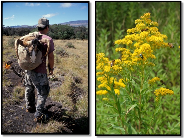Left: A bow hunter on the Big Island of Hawaii with his catch, a non-native mouflon (feral sheep, Aries sp.). Mouflon threaten native plant species that have not evolved to resist mammalian herbivory. Right: Introduced goldenrod (Solidago gigantea) population near the city of Geneva, Switzerland. Goldenrod displaces native plants on a local scale and thus is considered invasive in Switzerland. But it is also appreciated for its ornamental and medicinal properties, and it serves as a resource for insects (hymenoptera and diptera, as seen in photograph). Current biodiversity indices and assessments capture the negative aspects of such non-native species (i.e., their potential for harm) but not their contributions to biodiversity (increase in regional species richness, interaction with other species) nor the ecosystem services (provisioning, regulating, cultural, supporting) that are socially and biologically relevant. Photos by author.