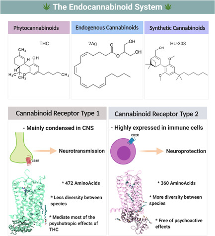 The three main categories of cannabinoid ligands with the major differences between cannabinoid receptor type 1 and type 2 (CB1 and CB2) receptors. Both cannabinoid receptors are found throughout the body; however, tissue specificity does exist with CB1R: Mainly CNS and CB2R: Mainly immune cells. The pharmacological activity of the CBRs is mediated via G‐protein‐coupled receptors, specifically Gαi, which modulate the adenylyl cyclase (AC) activity and the production of the intracellular cAMP. Created with BioRender.com