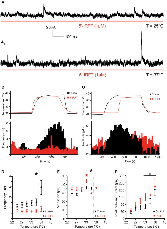 TRPV1 antagonist prevents the increase of inhibitory neurotransmission to DMV neurons caused by TRPV1 activation. (A). Continuous recording of mIPSCs in the presence of 5′-iRFT (1 μM) and TTX (1 μM) at 25°C (A) and after rise of temperature from 25 to 37°C (A1). (B,C). The effect of TRPV1 antagonist on the increase of mIPSC frequency (B) and amplitude (C) (red traces are recordings with 5′-iRFT). (D–F). Summary for temperature response on mIPSC frequency (D), mIPSC amplitude (E), and total outward current (F) (n = 7). Black traces indicate control conditions. Red traces indicate recordings conducted in the presence of 5′-iRFT, a TRPV1 antagonist. Dashed-line indicates physiological temperature. *Significance (p < 0.05).