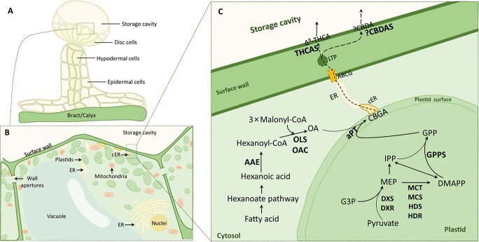 . Biosynthesis, trafficking, and secretion of cannabinoids in Cannabis glandular trichomes (GTs). A Structural diagram of secretory GTs. B The distribution of plastids in secretory-stage GT disc cell. Plastids move between cells via apertures in the GT cell wall, aggregating below the surface wall and storage cavity. C The biosynthesis and secretion of THCA in GT disc cell. Cytosol-produced olivetolic acid (OA) and plastid-produced geranyl pyrophosphate (GPP) are converted by plastid envelope-localized aromatic prenyltransferase (aPT) into cannabigerolic acid (CBGA). CBGA likely partitions into the plastid membrane bilayer owing to its lipophilicity. Endoplasmic reticulum (ER) membrane contact between the ER and plastids may facilitate lipid metabolite transfer through lipid-binding proteins or transient hemifusions. CBGA may be exported by ATP-binding cassette G-family (ABCG) proteins and transported through the hydrophilic cell wall via lipid transfer proteins (LTPs). Cannabinoid biosynthesis occurs at the disk cell surface wall, where THCA synthase (THCAS) or CBDA synthase (CBDAS) catalyzes CBGA to produce THCA or CBDA, respectively. Cannabinoids form lipophilic metabolite droplets within the apical cell wall, creating storage cavity space. Abbreviations: DMAPP, dimethylallyl pyrophosphate; DXR, deoxyxylulose phosphate reductoisomerase; DXS, deoxyxylulose phosphate synthase; G3P, glyceraldehyde 3-phosphate; GPPS, geranylpyrophosphate synthase; HDR, hydroxymethylbutenyl diphosphate reductase; HDS, hydroxymethylbutenyl diphosphate synthase; IPP, isopentenyl diphosphate; MCS, methylerythritol cyclodiphosphate synthase; MCT, methylerythritol phosphate cytidylyltransferase; MEP, methylerythritol phosphate.