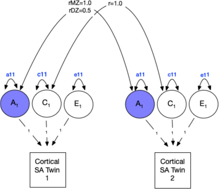 Theoretical univariate ACE twin model for brain structure. This figure illustrates a classical twin design univariate analysis that decomposes variation in a brain region of interest (ROI) into additive genetic (A1), shared environmental (C1), and unique environmental (E1) components. Single-headed arrows represent regressions, while double headed arrows represent correlations. The shared environmental correlation (rC) is fixed to 1.0 for both MZ and DZ twins, reflecting the equal environments assumption. Cortical SA = Total cortical surface area (example ROI), rMZ = Expected correlation for monozygotic twins (fixed to 1.0). rDZ = Expected correlation for dizygotic twins (fixed to 0.5). A1 = Additive genetic factors for Twin 1 and Twin 2, C1 = Shared environmental factors for Twin 1 and Twin 2. E1 = unique environmental factors for Twin 1 and Twin 2. a11, c11, e11 represent the variance components for the latent factors representing the influence of A1, C1, and E1 on the ROI
