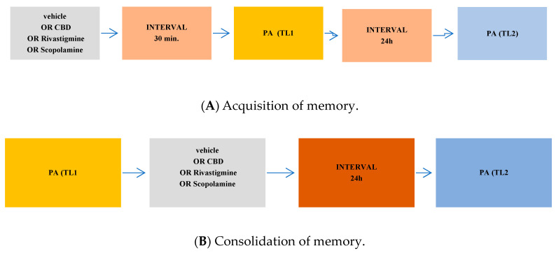 The scheme of a single drug administration and behavioural experiments during the assessment of memory acquisition (A), consolidation (B), or retrieval (C) in the PA test in mice.