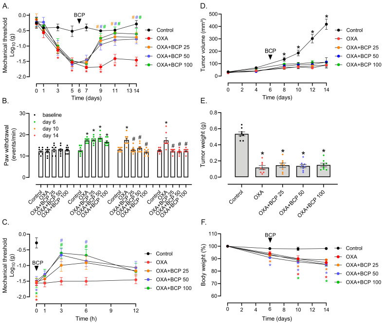 BCP inhibits OXA-induced mechanical and cold allodynia in the therapeutic protocol. (A) von Frey and (B) cold plate tests in Ehrlich tumor-implanted mice treated with OXA combined with different doses of BCP (25, 50, and 100 mg/kg, 1×/day, gavage) in the therapeutic scheme. Baseline thresholds were taken on protocol day −1, OXA treatment started on day 0, and BCP started on day 6 (detailed in Figure 1A and Section 2). (C) Short-term effect (1, 3, 6, and 12 h) of a single dose of BCP (gavage) on mechanical allodynia in tumor-bearing mice with established OIPN. Using the therapeutic protocol, on day 6, mechanical nociception was monitored using the von Frey test after the first administration of different doses of BCP. (D) Tumor volume/growth kinetics, (E) tumor weight in grams at the end of the experiment, and (F) body weight change in tumor-implanted mice treated with OXA + BCP combination in the therapeutic scheme. Body weight per mouse was expressed as a percentage compared to respective weight on protocol day 0. Legend: Control (vehicle-treated); OXA (oxaliplatin); BCP “X” (β-caryophyllene; “X” represents the dose in mg/kg). * Different from the vehicle/control group in (A–C,E,F), and different from all other groups in (D), considering the same experimental time point; # different from the OXA group at the same experimental time point (ANOVA; p < 0.05; n = 8/group).
