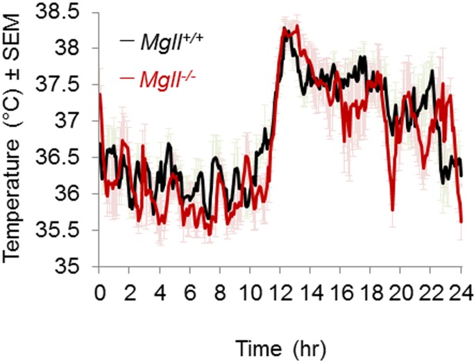 Mgll -/- and Mgll +/+ mice have similar core body temperature profiles.CBT profile of Mgll -/- and Mgll +/+ male mice over 24 hrs. No statistically significant differences were observed across genotypes. Data are shown as mean ± sem, n = 6 mice per group, p>0.05.