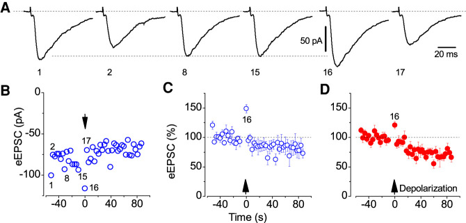 Transient increase in glutamatergic neurotransmission induced by brief depolarization of postsynaptic neurons. (A) Evoked EPSCs at different time points indicated by numbers with corresponding sweeps; 1 and 17 refer to the first and 17th sweeps, respectively. Note the 10-sec depolarization between 15th and 16th sweeps; otherwise inter event interval is 3 sec. (B) Amplitude values from the single experiment at a holding potential of −70 mV; representative traces are shown in A. (C,D) Corresponding relative mean values of data points for pyramidal cells (16th: 148.8% ± 7.2% of baseline, n = 6, P < 0.001) and interneurons (120.6% ± 5.9% of baseline, n = 8, P < 0.01); the amplitude and time scales are identical for all traces and error bars are ±SEM.