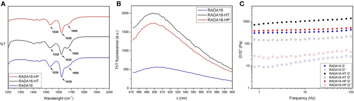 Structural and biomechanical properties of RADA16-HT and RADA16-HP hydrogels. (A) ATR-FTIR spectra of RADA16-HT (dark) and RADA16-HP (red) hydrogels closely resemble that of pure RADA16 (blue), displaying typical β-sheet signature in Amide I (1,600–1,700 cm−1) and Amide II (1,480–1,575 cm−1) regions. (B) ThT emission spectra. Pure RADA16 (blue) showed an affinity for ThT ascribable to the presence of cross-β fibril structures, while RADA16-HT (dark) and RADA16-HP (red) produced an increase of ThT fluorescence intensity due to transient electrostatic interactions between the peptides and RADA16 molecules during self-assembly and nanofiber formation. (C) Rheological characterization. Assembled hydrogels were monitored by frequency sweep tests (0.1–100 Hz). All tested materials showed typical hydrogel-like profiles featuring a predominant elastic solid-like behavior (G'), as compared with the viscous component (G”). RADA16-HT and RADA16-HP showed a slight increase in the G' values (~750 and ~450 Pa, respectively) along the tested frequency range compared to pure RADA16 (~353 Pa), but they still showed strength profiles typical of soft peptide scaffolds.